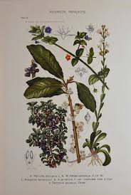 Image result for Myrsinaceae