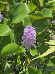 Image result for Pontederia crassipes