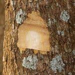 Image result for Shirakiopsis