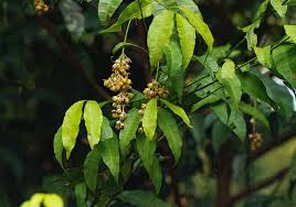 Image result for Rhabdophyllum arnoldianum