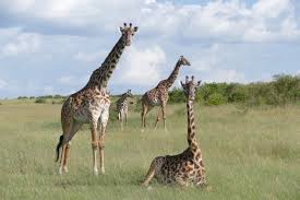 Linking Tourism Conservation Page 6 Www Ltandc Org