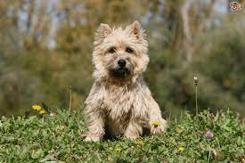 Wheaten terrier dog mom, wheaten terrier dog, wheaten terrier owner, dog lover, pets adorable, puppies, puppy, love dogs, funny dog, dog mom, dog dad, cute dog, cute animal art, dog birthday, dog person, dog collectable, dogs for everybody, i love my dog, proud owner of a dog, veterinarian, animal doctor, my friends are dogs, pet lovers, animal rescue, dog adoption, pet adoption, animal. Cairn Terrier Or Westie What S The Difference Between The Two Breeds Pets4homes