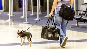 In addition to the kennel, you are permitted to bring one personal item onboard the aircraft. Five Myths About Traveling With Pets
