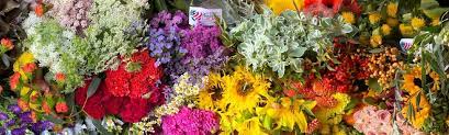 Providing fresh flowers, greens, and floral supplies to the industry since 1962. Florabundance Wholesale Flowers For Floral Designers