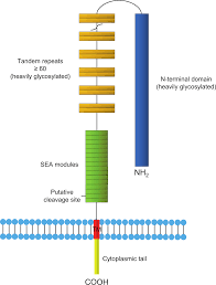 One french study 2 found that 42% of women with metastases present had normal ca 15. Ca 125 Wikipedia