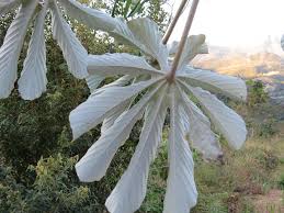 Image result for Cecropia pachystachya