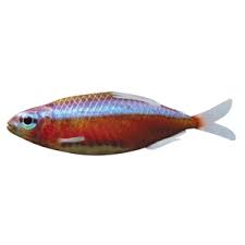 Fish Illnesses How To Spot Them Aquarium Fish Fish Tetra Fish
