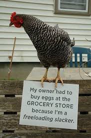 Funny Chicken Shaming Farm Life Funny Animals Funny Animal Memes Animal Shaming