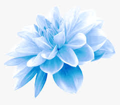 Beautiful flowers over lake lucerne and mountains background in switzerland. Collection Of Free Flower Transpa Blue On Ubisafe Light Blue Flowers Png Transparent Png Transparent Png Image Pngitem