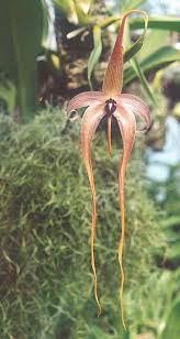 Image result for Bulbophyllum intertextum