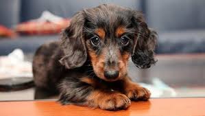 How much does a dachshund puppie cost? Dachshund Puppies Cute Pictures And Facts Dogtime