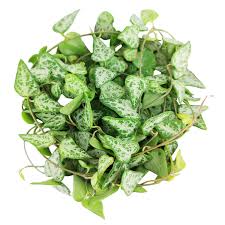 Image result for Ceropegia achtenii