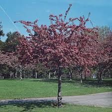 We did not find results for: Profusion Crabapple Tree 9l Pot Malus X Moerlandsii Profusion 47 99