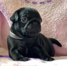 Incrocio chihuahua carlino maschio per monta. Carlino Cani Annunci Animali Trovacuccioli Com Gratis Cani Gatti