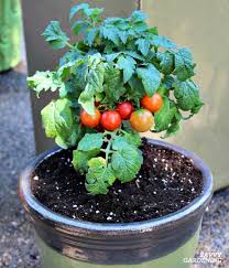 Give the plant plenty of room to grow well staked or the plant grows well in a 12 pot, and throws off tons and tons of fruit. The Best Tomatoes For Containers And Tips For Growing Big Yields