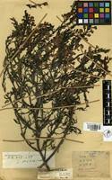 Image result for Buchnera usuiensis