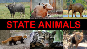 List of animal names with animal pictures in english. State Animals Indian States Animals Indian State Animal Names Youtube
