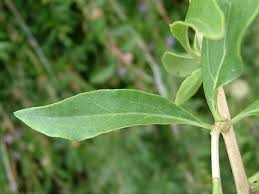 Image result for Lycium