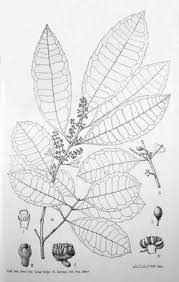 Image result for Xymalos monospora