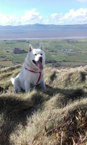 Our American Akita Charlie On Top Of Binevenagh Mountain Donegal Hills In Background American Akita Akita Labrador Retriever
