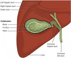 While students and teachers may be able to simply draw their own diagram, it can be very beneficial to provide students with a blank. Accessory Organs In Digestion The Liver Pancreas And Gallbladder Anatomy And Physiology Ii