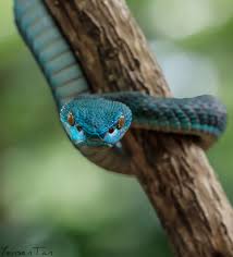 Blue Trimeresurus Insularis Snake Viper Snake Photos Beautiful Snakes Reptiles And Amphibians