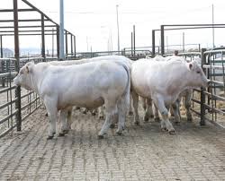 Charolais Cattle Cattle Ranching Beef Cattle Cattle