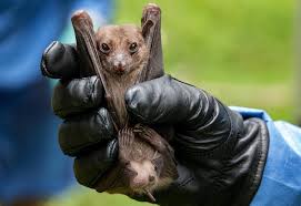 Marburg virus (marv), along with the ebola virus, belongs to the family of filovirus and is cause of a lethal and severely affecting hemorrhagic fever. Scientists Tracking Bats To Stop Spread Of Lethal Marburg Virus News Santafenewmexican Com