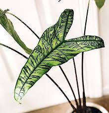 Reticulata alocasia kinda reticulata alocasia zebrina. Alocasia Zebrina Reticulata Alocasia Reticulata Zebrina Gartengestaltung Garden Design Ideen Garten Unusual Plants Cactus House Plants Plants