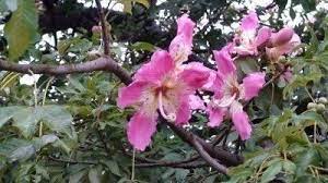 Floss Silk Tree Silk Floss Silk Tree Tree Care