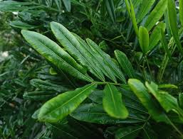 Image result for Filicium decipiens