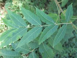 Image result for Carya illinoinensis