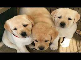 Share this video in facebook/twitter/google+ and show to your friends!h. Best Of Cute Labrador Puppies 60 Funny Puppy Videos 2018 Viral Chop Video