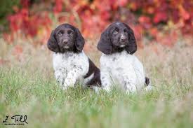 Image result for německý ohař dlouhosrstý