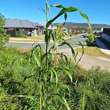 Image result for Sorghum × drummondii