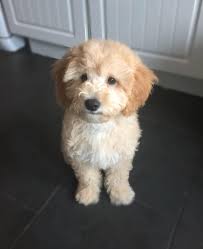 Cavapoo puppies are relaxed, snuggly house pets that get along with children! Teddy The Cavapoo From South Wales Uk Cavapoo World