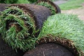 The best soil for zoysia grass. Sod Installation Prosper Tx New Sod Grass Prosper Bermuda Zoysia