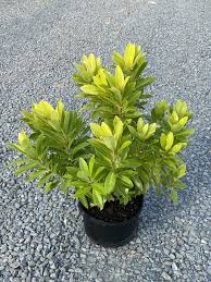 This is a cultivar developed from the ocala anise and is gaining in popularity. Anise Florida Sunshine Latham S Nursery