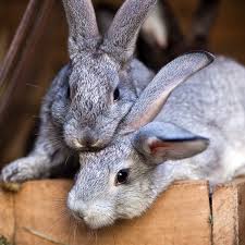 Effective immediately, no puppies under the age of 8 months will canada does not require that your pet be identified with a pet microchip unless the import is we do not endorse any person or company that may offer transport services through posts to this webpage. Gradlyn Petshipping The Animal Travel Agency