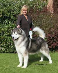 White Giant Alaskan Malamute Giant Alaskan Malamute Alaskan Malamute Puppies Alaskan Malamute