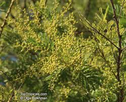 Image result for Acacia kamerunensis