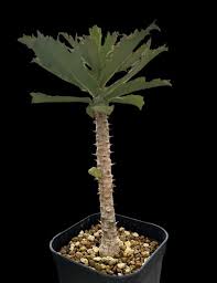 Image result for Monadenium torrei