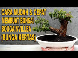 Tak hanya gambar bunga kertas bonsai, lo juga dapat dapatkan berbagai macam hal mengenai bunga, seperti : Cara Mudah Cepat Membuat Bonsai Bougainvillea Youtube