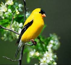 Washington State Bird Willow Goldfinch Burung Cantik Burung Liar Goldfinch