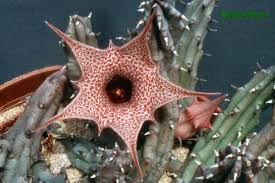 Image result for Huernia kirkii
