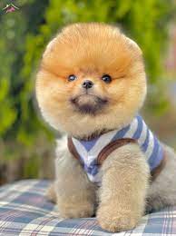 satilik pomeranian boo fiyatlari kopek dunyasi