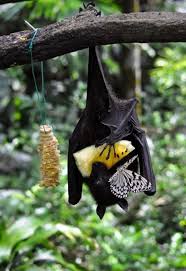 We hope this will help you to understand malay better. Interspecies Picnic Malay Flying Fox Bat Butterfly Share A Meal Natureisfuckinglit