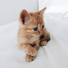 Baby Black And Orange Kitten Bella Montreal Insta Bella Montreal Pinterest Weheartit Bella4549 Adorable Orange And Yellow Baby Cat Kitten White Cute Animals Kittens Animals