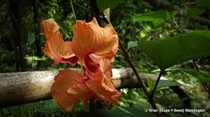 Photo Google Photos Photo Google Photos Flowers
