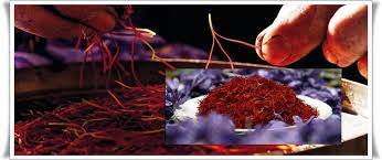 Cultivation Of Red Gold Saffron In Pakistan Agriculture Information Bank